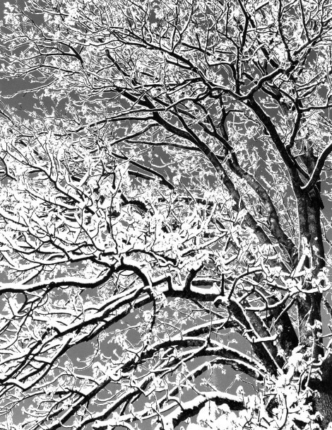 „Eichbaum im Schnee“ / Peter Keetman